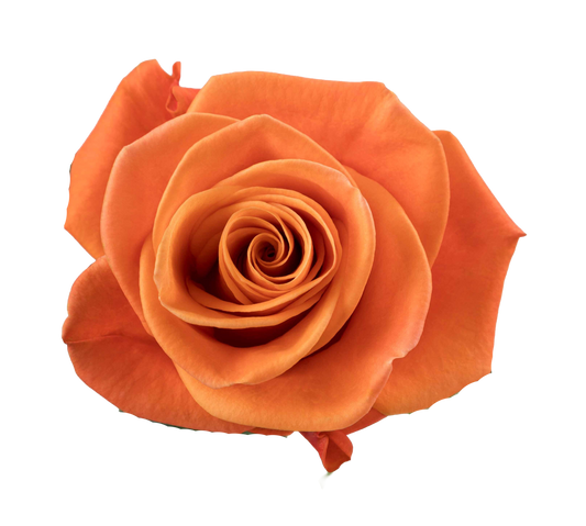 CARNELIAN Orange Rose 60