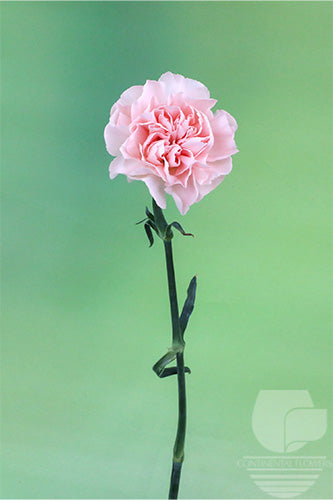 compare product Carnations Peach Novia Select