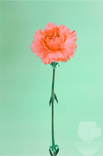 compare product Carnations Orange Orange Flame Select