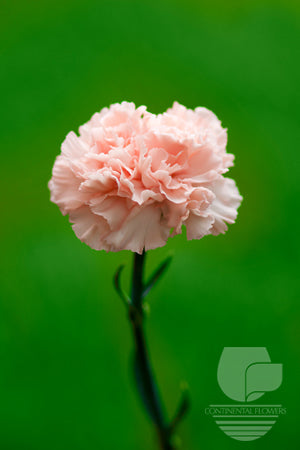 Carnations Peach Pink Candy Fancy