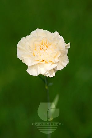 compare product Carnations Cream Polimnia Select