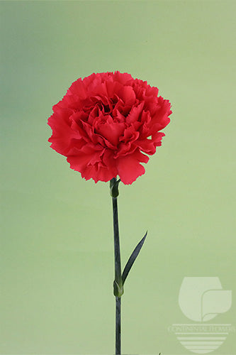 Carnations Red Red Magic Fancy