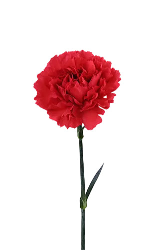Carnations Red Red Magic Select