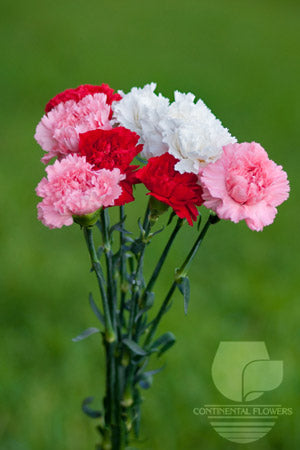 compare product Carnations Valentine Pack Seasonal Fancy
