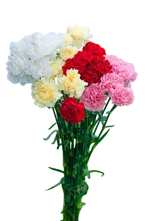 compare product Carnations Assorted - Select