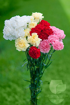 Carnations Assorted - Fancy