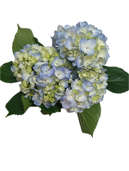Hydrangea Blue Select 40ST QB