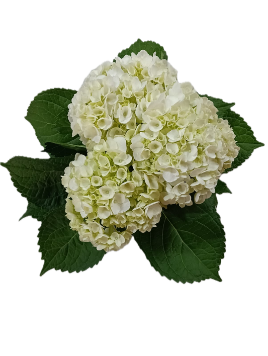 Hydrangea White Select 40ST QB
