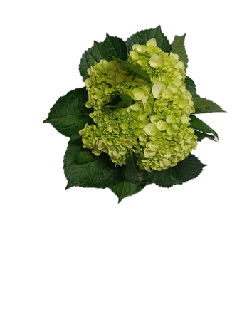 compare product Cb Minigreen hydrangea 5st 10pk