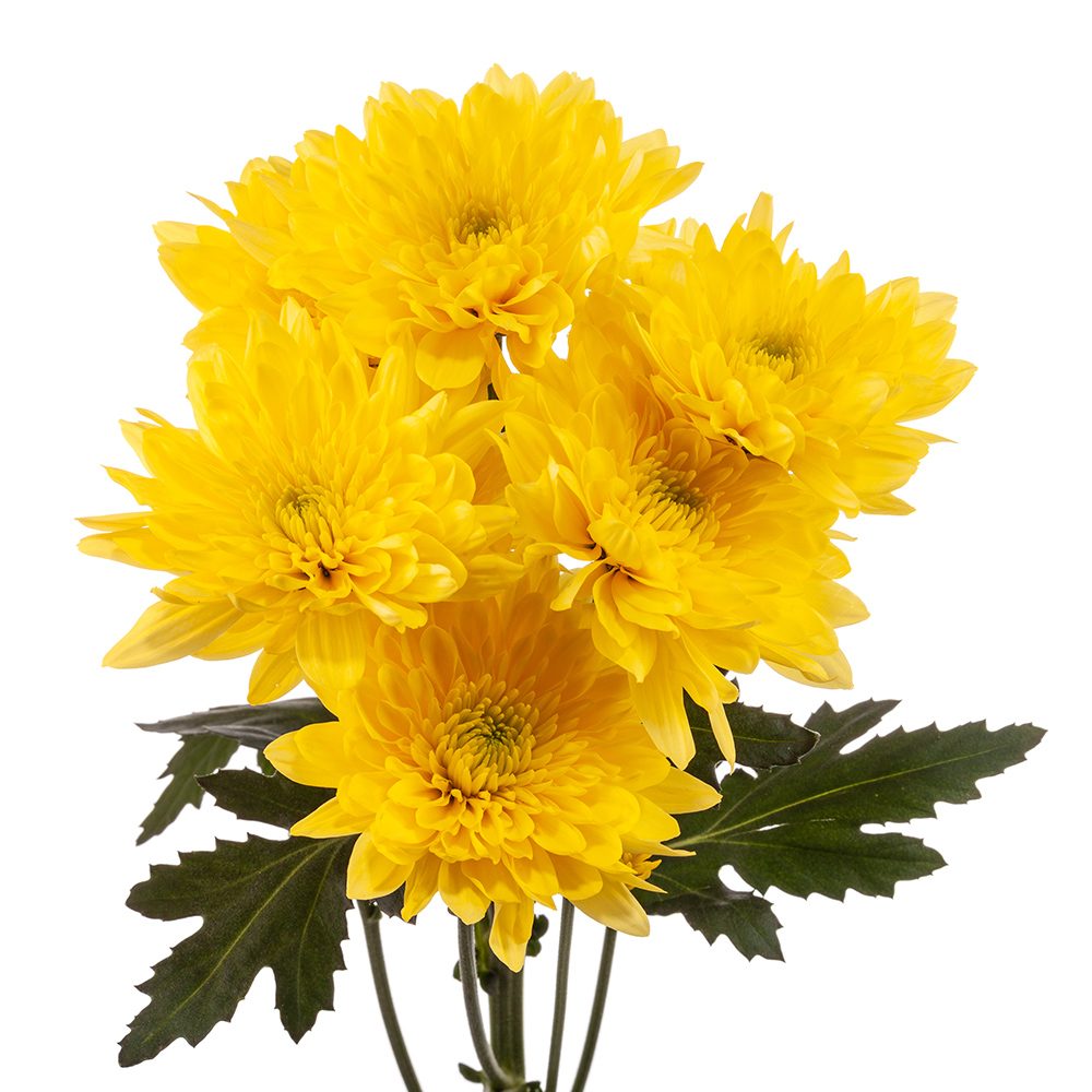 CHAMPAGNE-YELLOW-1-oqtw9qxu6mh4zld7lk2qjybh0h0th0w9pi9rwqla8g.jpg