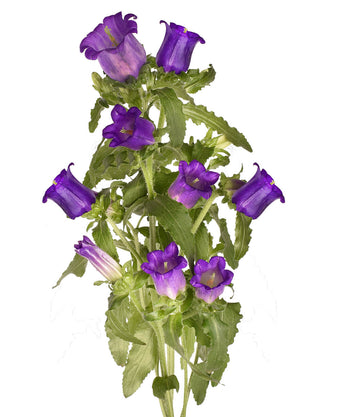 compare product Campanula Purple