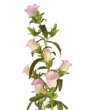compare product Campanula Pink