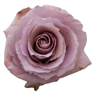 COOL DOWN Lavender Rose 50