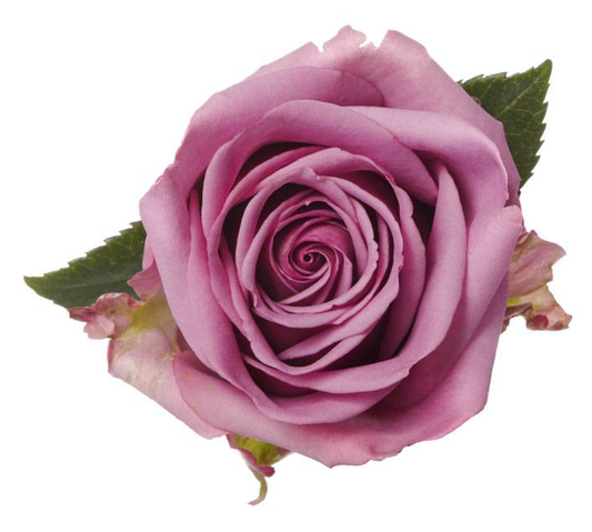 COOL WATER Lavender Rose 50