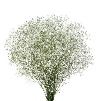 compare product Gypsophila Cosmiq