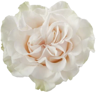 COTTON X-PRESSION Cream Rose 60