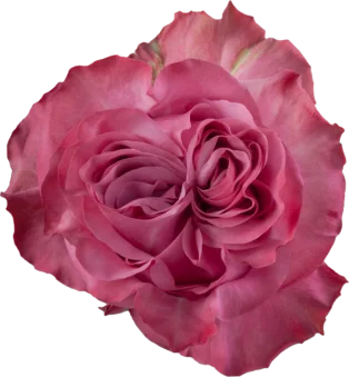 COUNTRY BLUES Lavender Rose 70