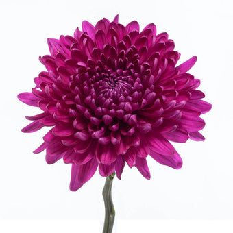 compare product Cremon Purple Andrea