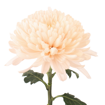 compare product Cremon Peach Dorothy