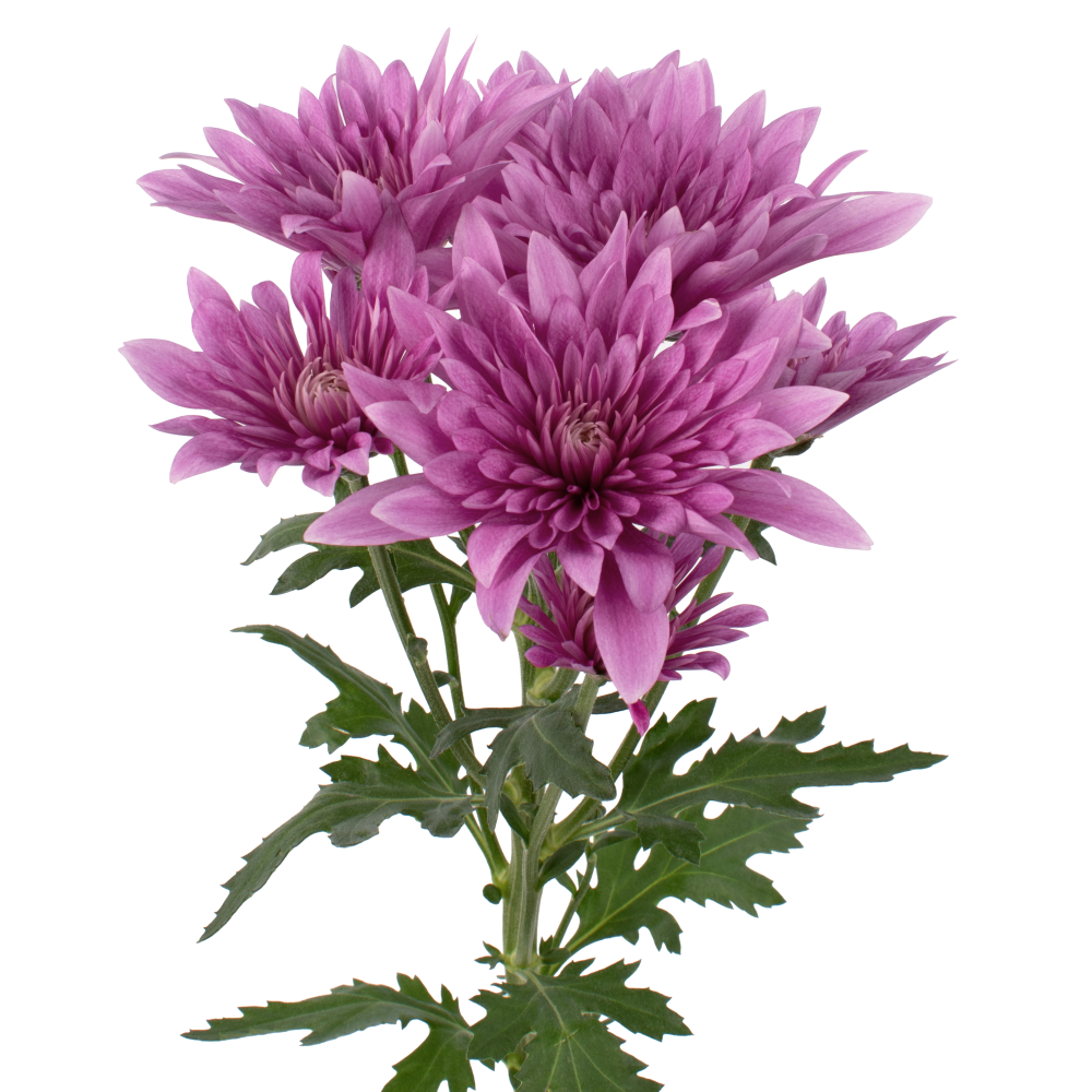 CUSHION-WHOOPI-LV-frontal-r84jirapeu76k302n7x71oqlkt464sptqyq088h98w.png