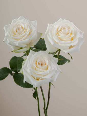 compare product Roses Cream Candlelight 70cm