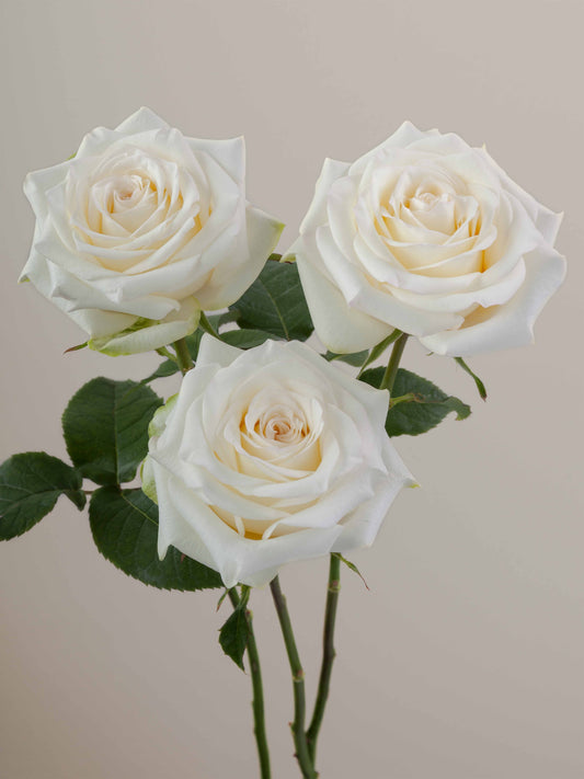 Candlelight_Trio_View_web.jpg