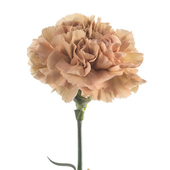 compare product Carnation Fancy Earth Tone