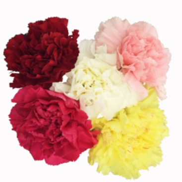 Carnation Assorted Fancy