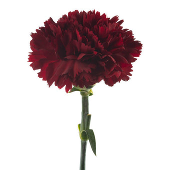 compare product Carnation Fancy Burgundy Caronte