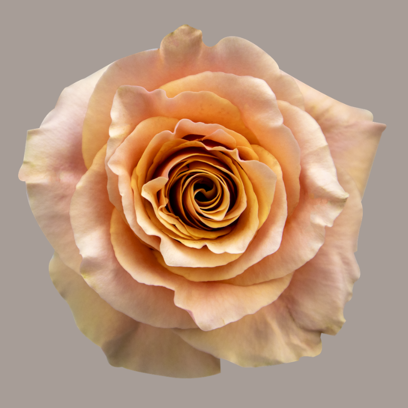 Color Roses Carpe Diem Bicolor 50 Cm