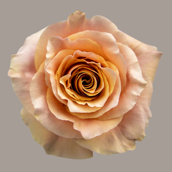 compare product Color Roses Carpe Diem Bicolor 50 Cm