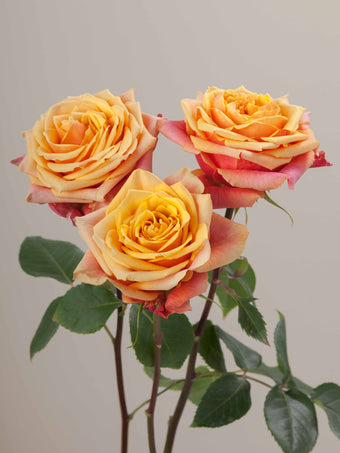 compare product Roses Orange Bi-Color Cherry Brandy 50cm