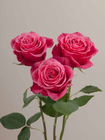 compare product Roses Hot Pink Cherry O 50cm