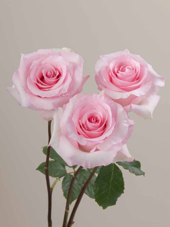 compare product Roses Light Pink Christa 70cm