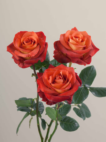 compare product Roses Earth Tones Coffee Break 70cm