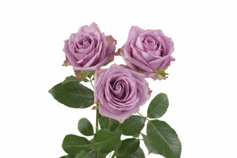 compare product Roses Lavender Cool Water 50cm
