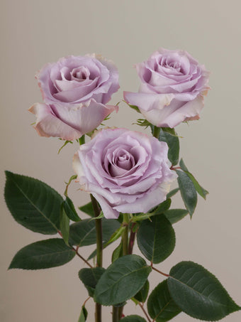 compare product Roses Lavender Cooldown 40cm