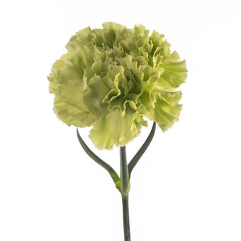 compare product Carnation Select Green Voragine