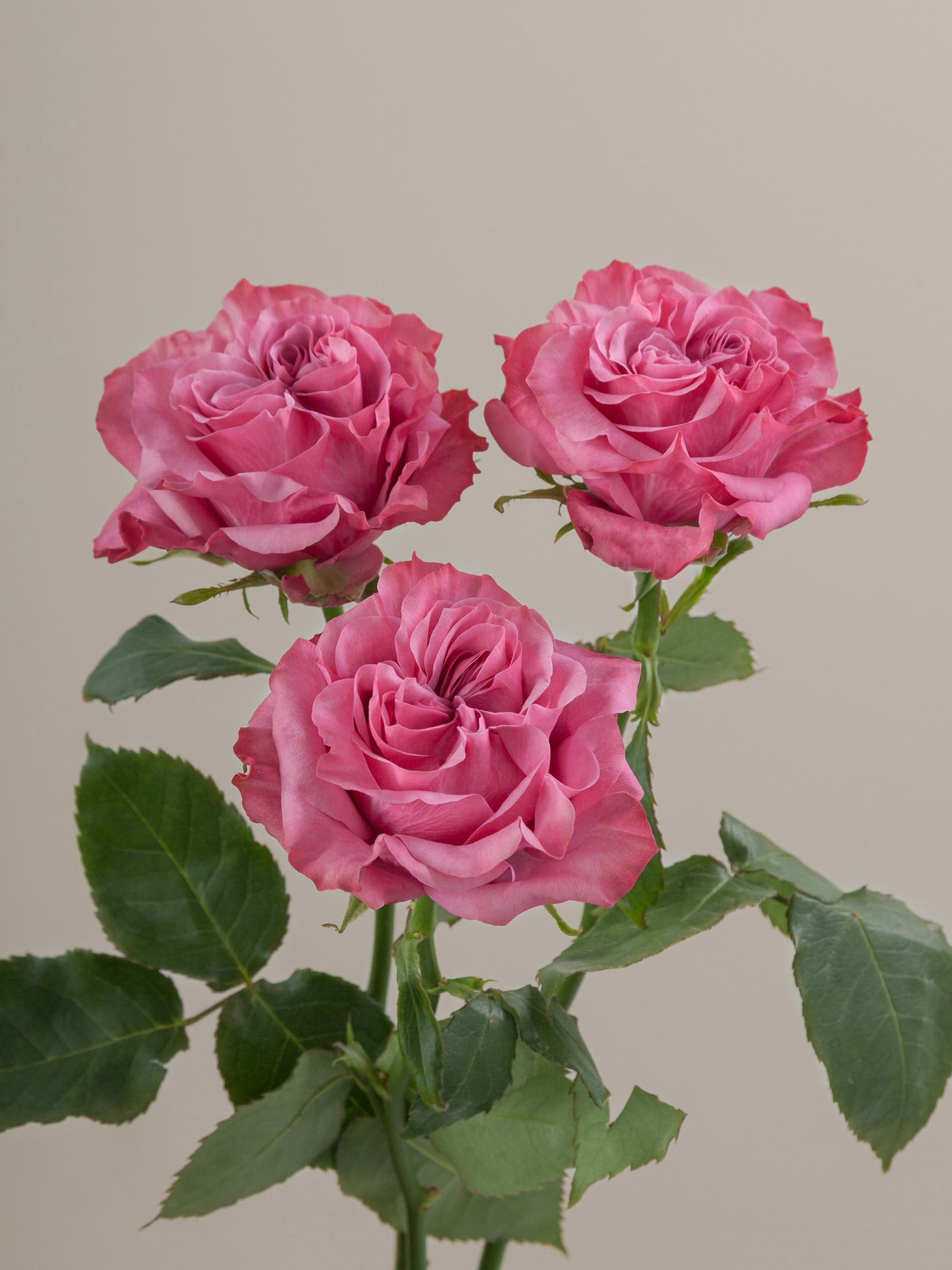 Country_Blues_Rose_Trio_View_Rosaprima.jpg