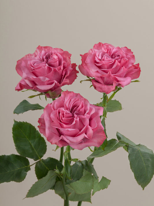 Country_Blues_Rose_Trio_View_Rosaprima.jpg