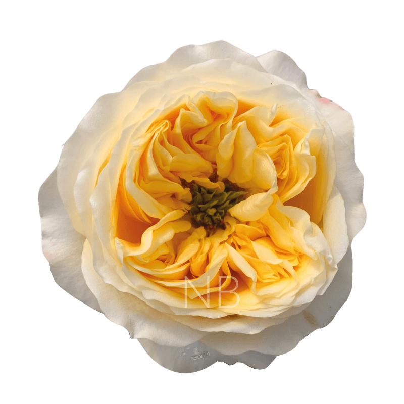 CREAM X-PRESSION CRÈME ROSE 40 CM