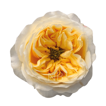 compare product CREAM X-PRESSION CRÈME ROSE 40 CM