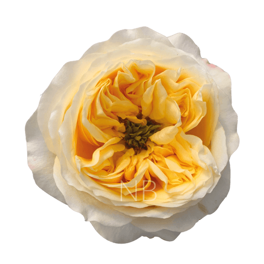 CREAM X-PRESSION CRÈME ROSE 40 CM