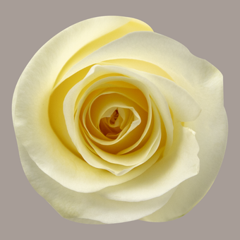 compare product Color Roses Creme De La Creme Cream 50 Cm