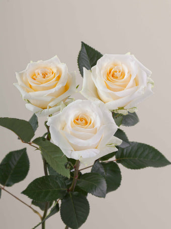 compare product Roses Cream Creme de la Creme 50cm