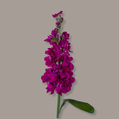 Stock D.B. Hot Pink 70 Cm