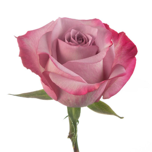 DEEP-PURPLE-1-oqtw9qxu6mh4zld7lk2qjybh0h0th0w9pi9rwqla8g.jpg