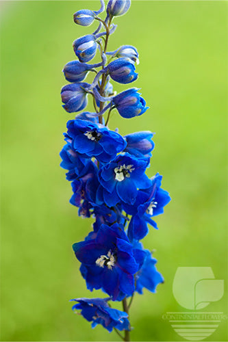 Delphinium Blue Candle Select