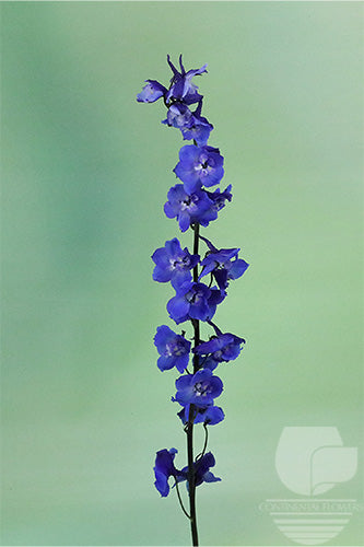 compare product Delphinium Blue Sea  Waltz 70cm
