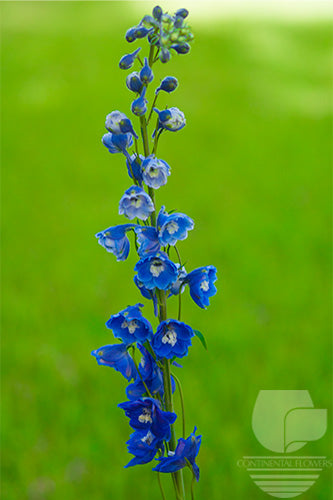 Delphinium Blue - 80cm